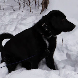 Meet your Posher, Sydney